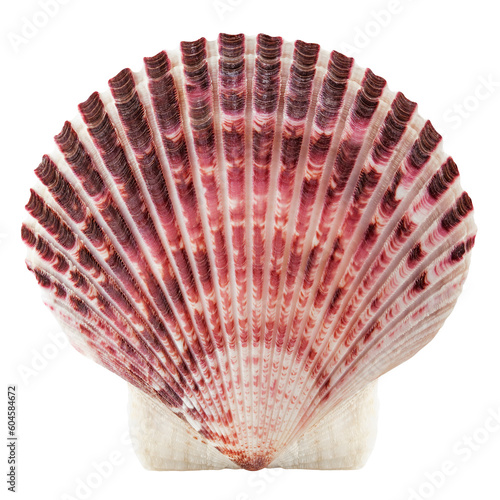 Photography scallops sea shell isolated on white background, full depth of field