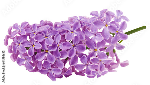 lilac flower isolated on white background, full depth of field