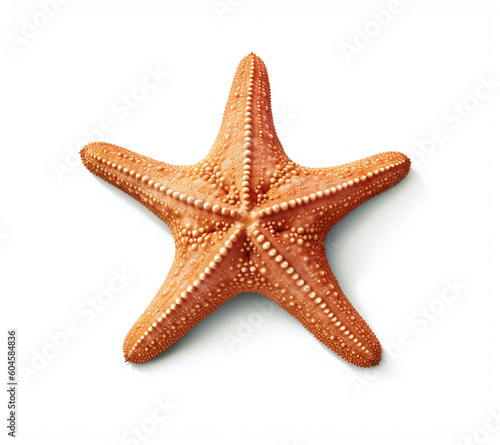starfish isolated on white
