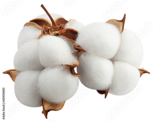 Cotton flower isolated on white background, full depth of field photo