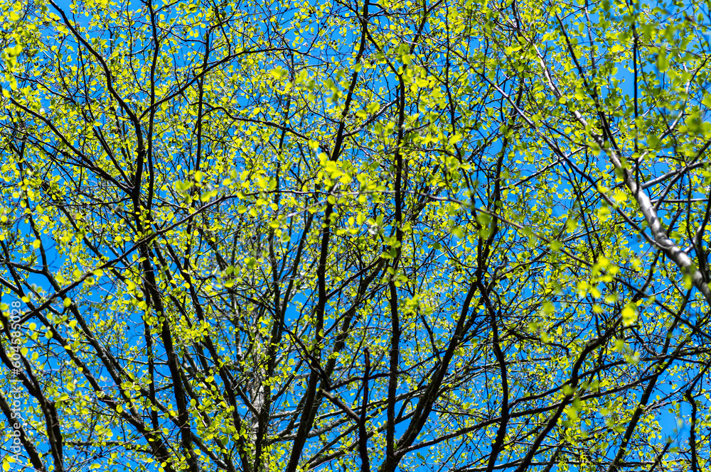 Bright sunny background of tree with first leaves at spring. Bright sunny background of tree with first leaves at spring.
