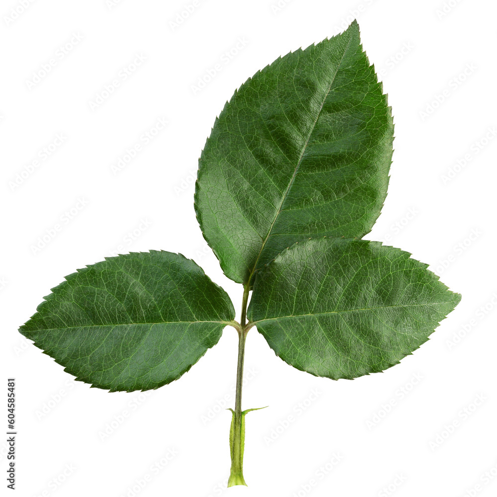 Obraz premium Rose leaves, isolated on white background, full depth of field