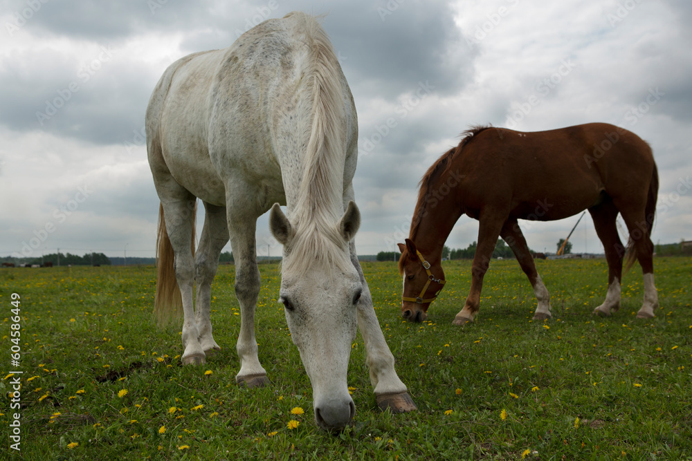 gray and brown hoarses graze on green summer meadow full body photo gray and brown hoarses graze on green summer meadow full body photo