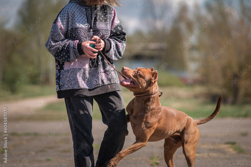 A beautiful young girl cynologist trains a pit bull terrier outdoors.