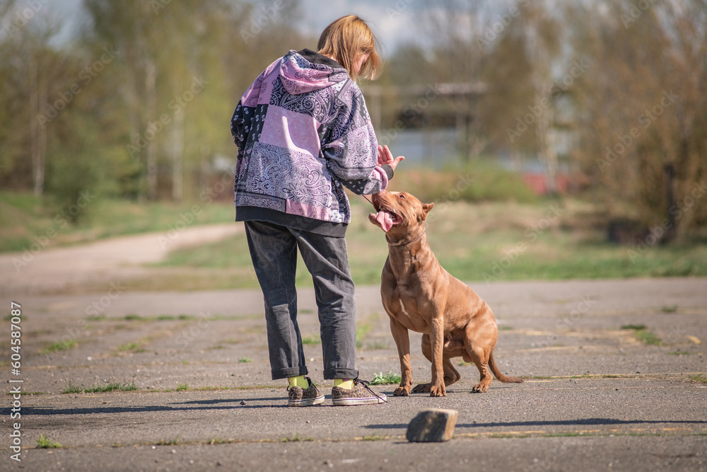 A beautiful young girl cynologist trains a pit bull terrier outdoors. A beautiful young girl cynologist trains a pit bull terrier outdoors.