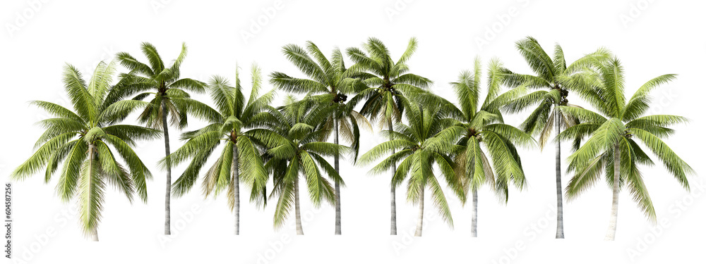 Coconut tree isolated on white