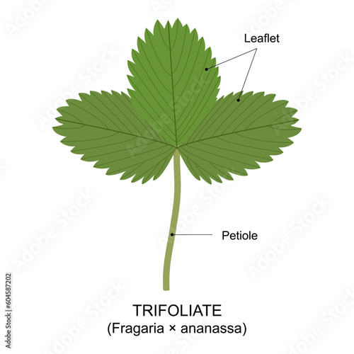 Strawberry leaf, an example of a compound leaf. Trifoliate. Diagram of a compound leaf. 