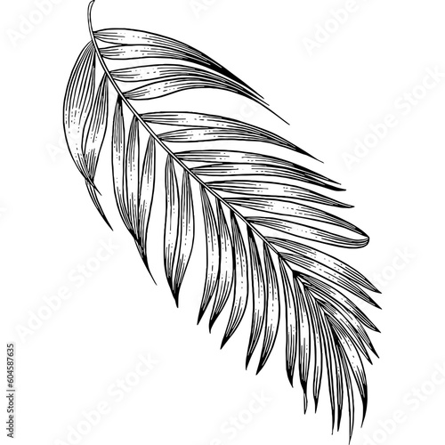 Hand drawn Palm Leaves Sketch Illustration