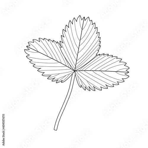 Strawberry leaf, an example of a compound leaf. Trifoliate. Black and white illustration.
