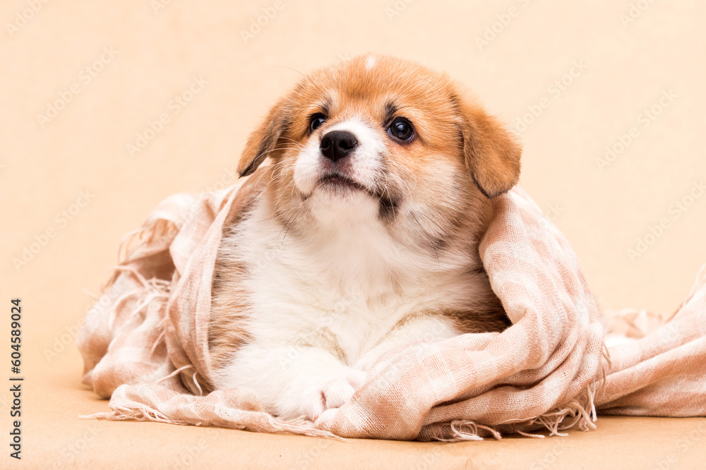 puppy wrapped in a blanket welsh corgi pembroke