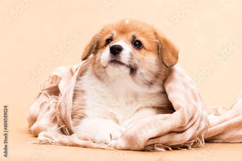 puppy wrapped in a blanket welsh corgi pembroke © Happy monkey