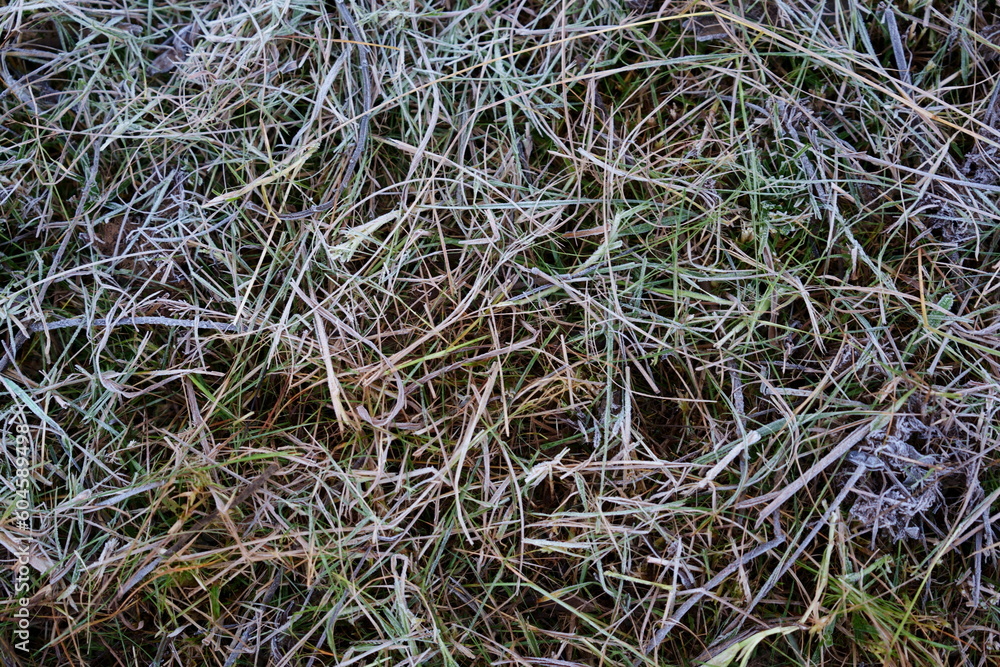 Frozen grass lawn at a Trout farm in the early morning hour as the first frost falls and the grass freezes over in the cold as winter sets in. showing the beautiful patterns and textures of nature Frozen grass lawn at a Trout farm in the early morning hour as the first frost falls and the grass freezes over in the cold as winter sets in. showing the beautiful patterns and textures of nature