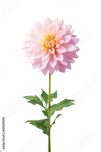 Pink dahlia isolated on transparent background   pink flower. PNG component. Generative AI.