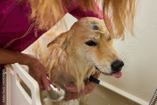 Funny portrait of a welsh corgi pembroke dog showering with shampoo. Dog taking a bubble bath in grooming salon. photo