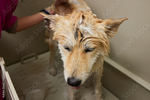 Funny portrait of a welsh corgi pembroke dog showering with shampoo. Dog taking a bubble bath in grooming salon. photo