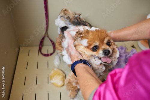 Funny portrait of a welsh corgi pembroke dog showering with shampoo. Dog taking a bubble bath in grooming salon. photo