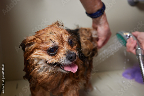 Funny portrait of a welsh corgi pembroke dog showering with shampoo. Dog taking a bubble bath in grooming salon. photo