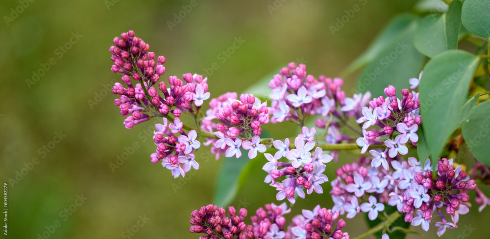 Obraz premium Kwitnący w ogrodzie fioletowy bez, lilak pospolity
