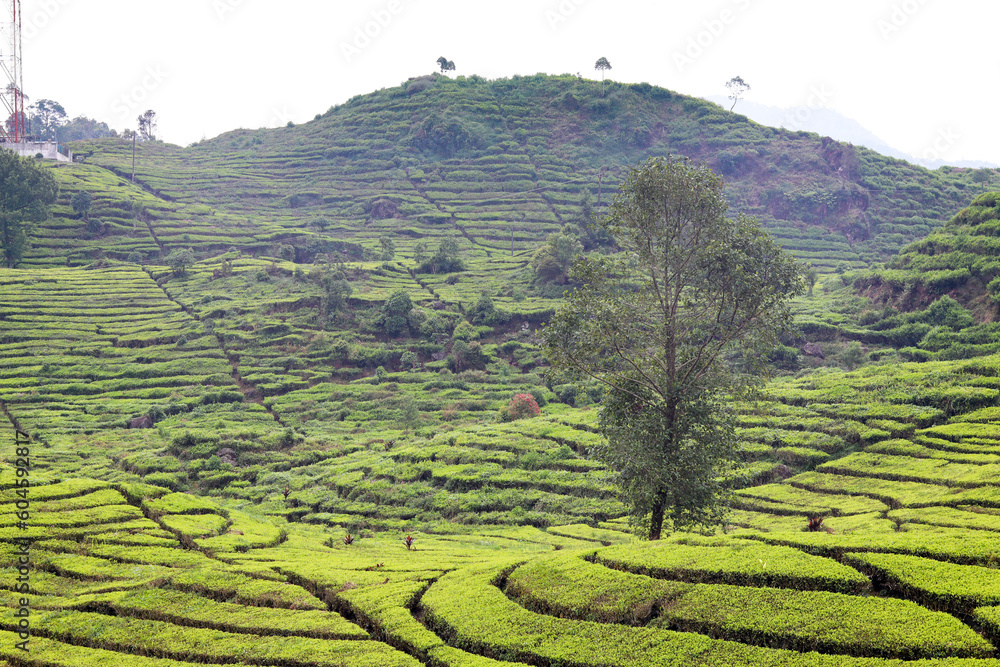 Scenic view of the Rancabali Tea Plantation in Indonesia, with terraced green tea bushes and a misty sky. Agricultural landscape. Scenic view of the Rancabali Tea Plantation in Indonesia, with terraced green tea bushes and a misty sky. Agricultural landscape.