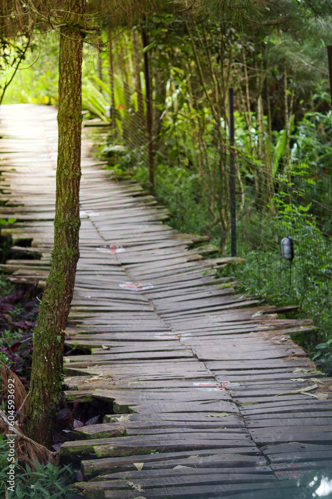 Obraz premium home page garden concept with paths made of wood and pebbles