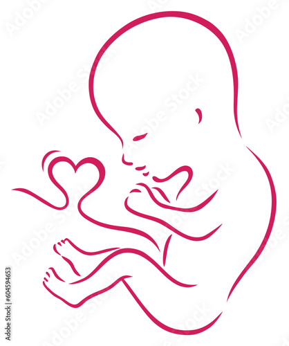 Vector fetus illustration