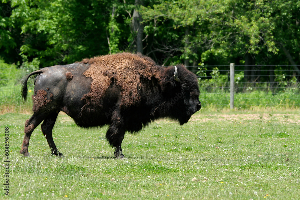 Adult American Bison on Grass in Seymour, Indiana, USA Adult American Bison on Grass in Seymour, Indiana, USA