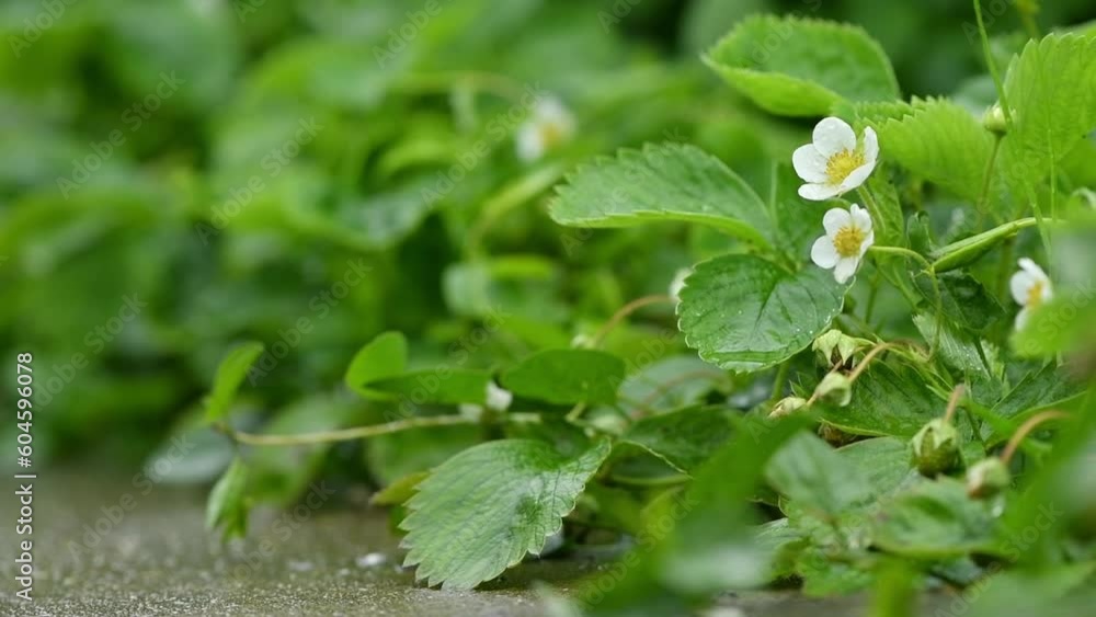 Flowers and green leaves of homegrown organic strawberry plants in garden, close up Flowers and green leaves of homegrown organic strawberry plants in garden, close up