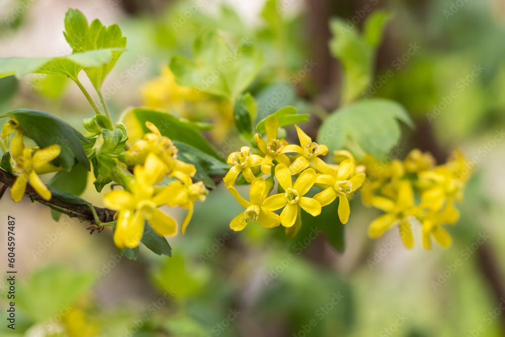 Yellow yoshta flowers in early spring in the garden. Yellow yoshta flowers in early spring in the garden.