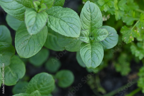 green young mint plants, young mint leaves close-up, green lemon balm rosette, green background, organic garden, growing plants, mint leaves grown in the garden