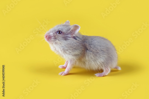 Cute face hamster roborovski on isolated background