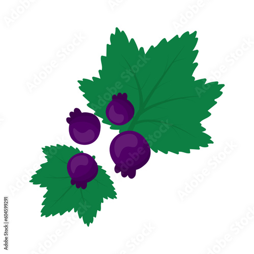 Berries of blackcurrant with green leaves. summer plant isolated on transparent background