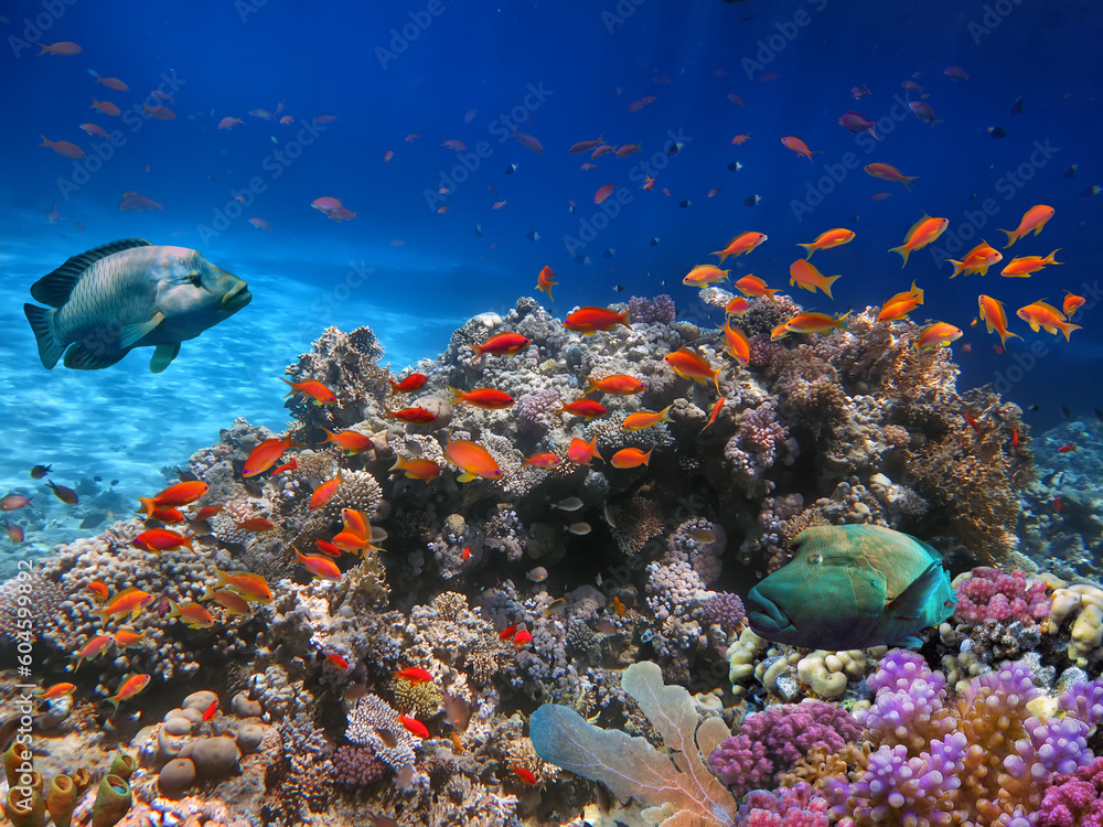 Obraz premium School of beautiful fish on soft and hard coral in shallow water of the Red Sea