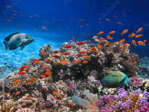 School of beautiful fish on soft and hard coral in shallow water of the Red Sea