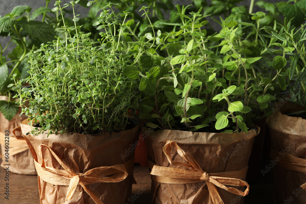 Fototapeta premium Different aromatic potted herbs on table, closeup