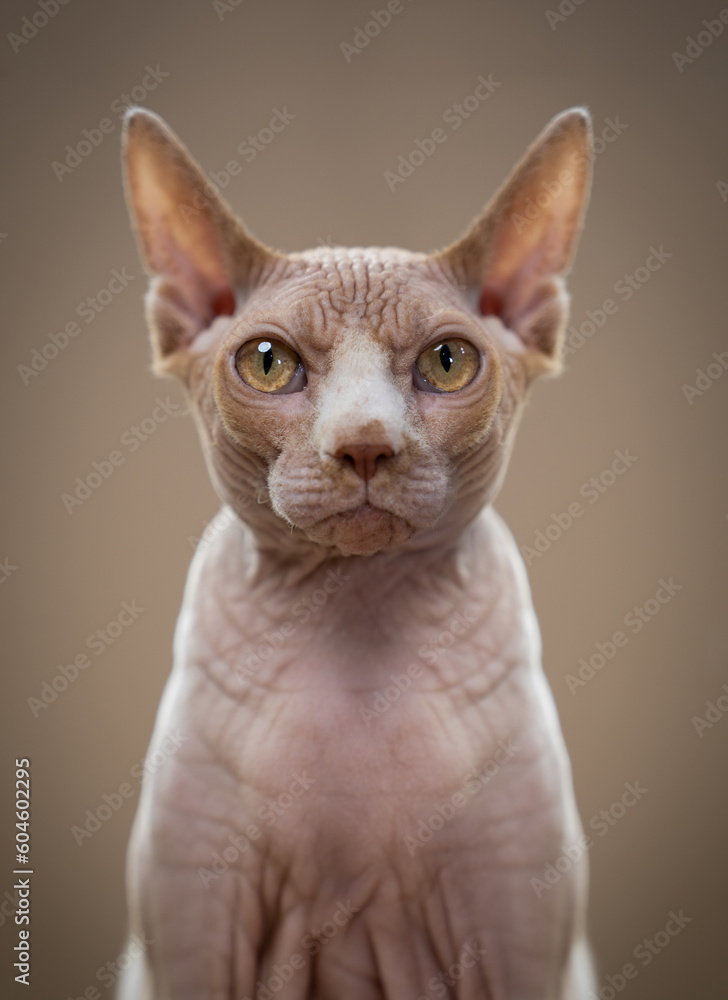 Sphynx cat looking with a serious expression at the camera. The cat is angry or annoyed, studio photo with beige background.