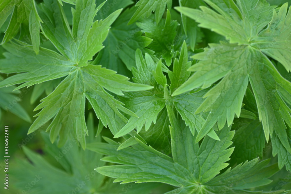 green leaves close-up, green spring leaves close-up, photo for inscription, sustainable development, background with green leaves green leaves close-up, green spring leaves close-up, photo for inscription, sustainable development, background with green leaves