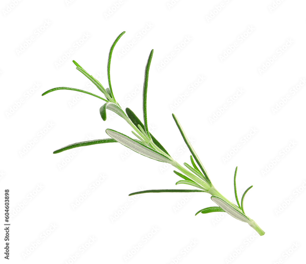 Sprig of fresh rosemary isolated on white Sprig of fresh rosemary isolated on white
