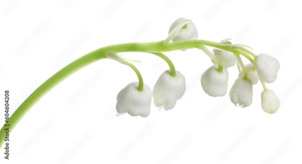 Beautiful lily of the valley flower on white background Beautiful lily of the valley flower on white background