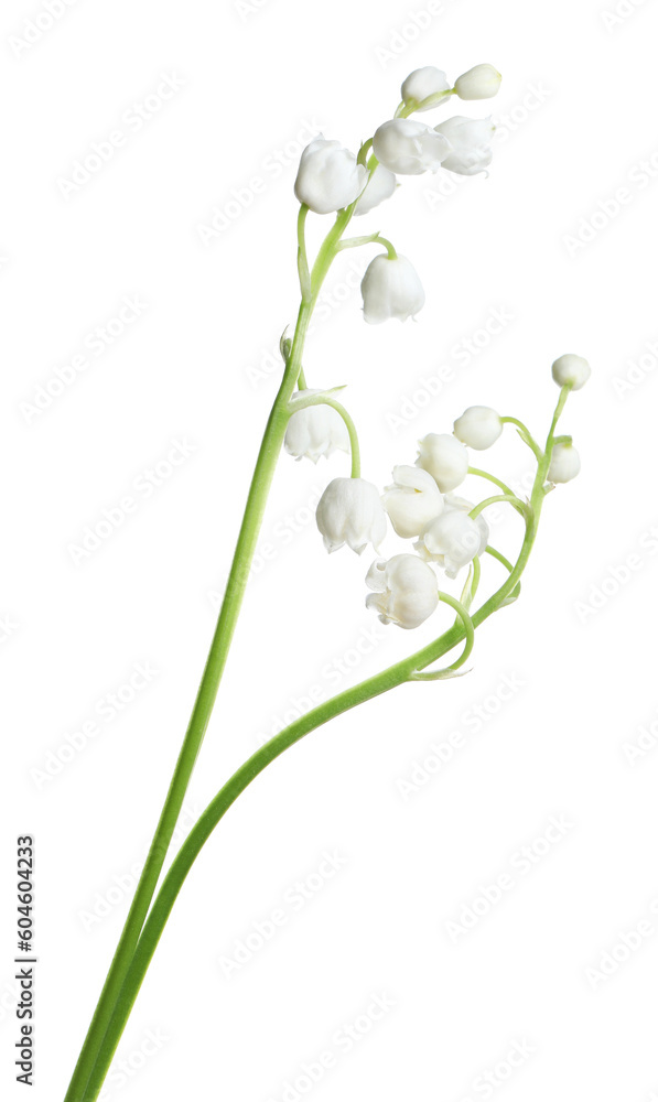 Fototapeta premium Beautiful lily of the valley flowers on white background