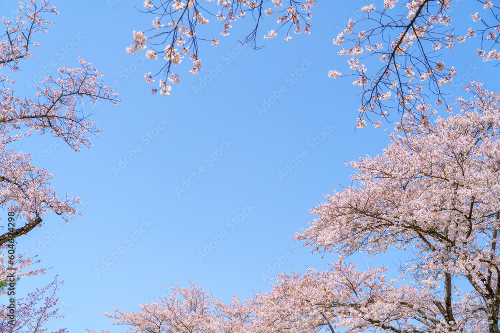 Pink cherry blossom(Cherry blossom, Japanese flowering cherry) on the Sakura tree. Sakura flowers are representative of Japanese flowers. The main part of the winter pass. I love everyone.