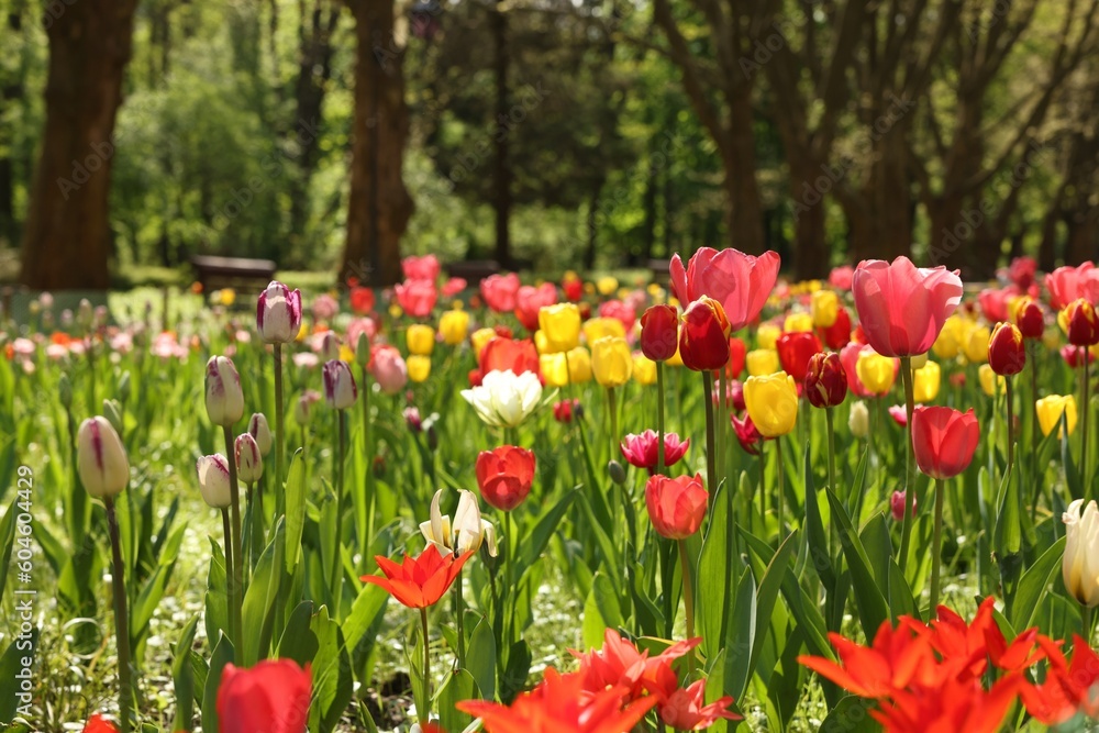 Beautiful bright tulips growing outdoors on sunny day Beautiful bright tulips growing outdoors on sunny day