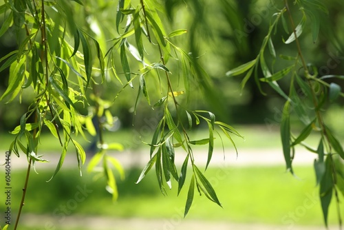 Beautiful willow tree with green leaves growing outdoors on sunny day  closeup