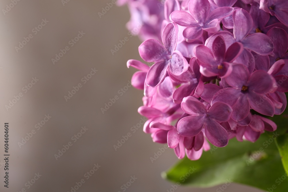 Beautiful blooming lilac flowers against blurred background, closeup. Space for text Beautiful blooming lilac flowers against blurred background, closeup. Space for text