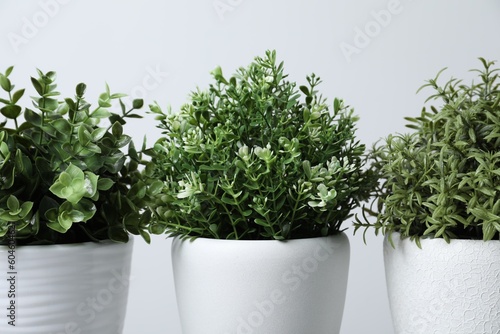 Different aromatic potted herbs on white background, closeup © New Africa