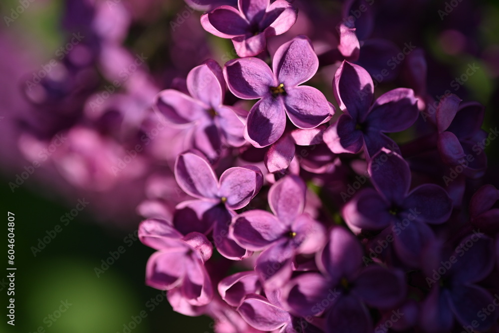 Bright pink lilac blooming with flowers and buds close up, soft lilac, pink flowers lilac, art beautiful bokeh, close up of lilac flowers, lilac flowers on a branch, Pink lilac flowers background Bright pink lilac blooming with flowers and buds close up, soft lilac, pink flowers lilac, art beautiful bokeh, close up of lilac flowers, lilac flowers on a branch, Pink lilac flowers background