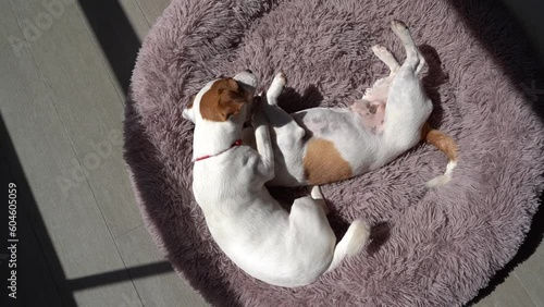 two dogs playing fighting lying on fluffy purple pet bed at sunny summer terrace. The younger one bothering older brother. Top view slow motion video footage. Pets friendship photo