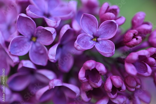  lilac flowers on a branch  Pink mulberry flowering background  Bright pink lilac blooming with flowers and buds close up  soft lilac  pink flowers mauve  art beautiful bokeh  close up of lilac flower