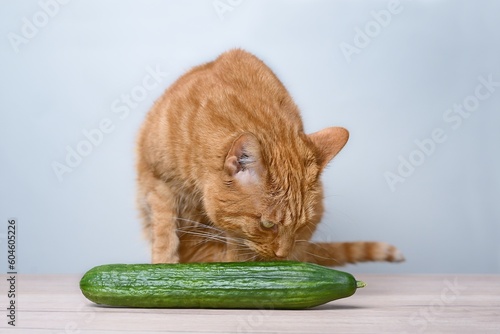 Funny gigner cat looks at a cucumber on the table.
