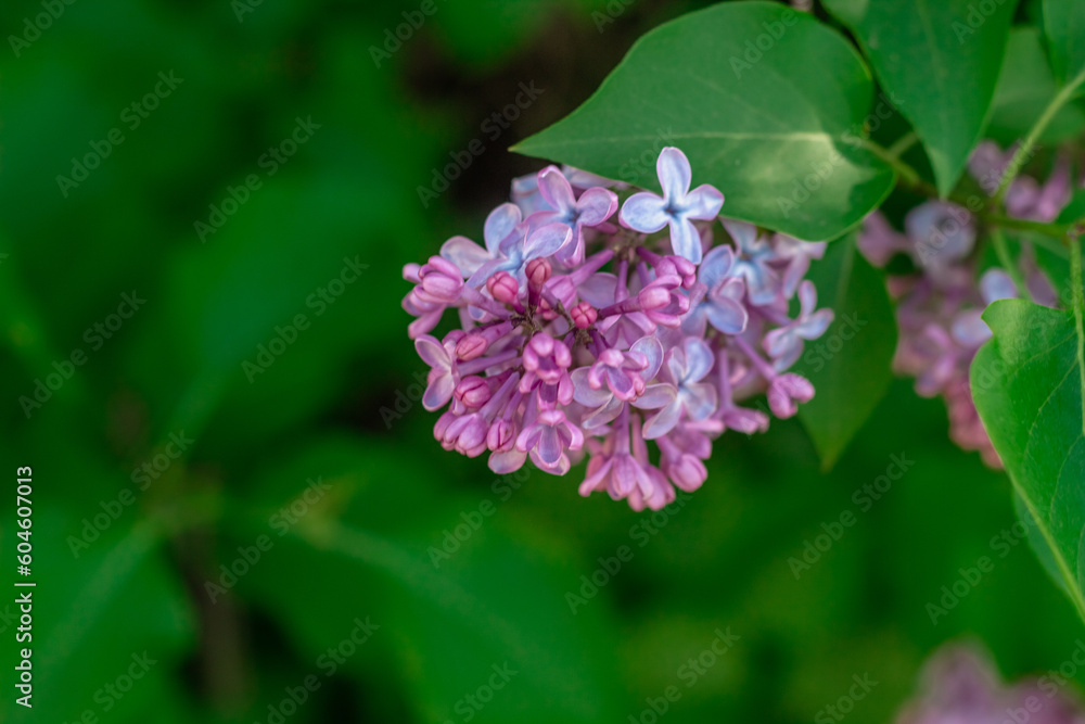 A branch of lilac on a bush. Lilac flowers. Lilac in summer. Lilac bush A branch of lilac on a bush. Lilac flowers. Lilac in summer. Lilac bush