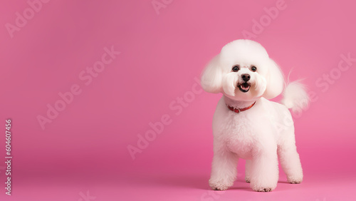 Bichon frise dog on pink background with copy space (Generative AI) © Warm Right